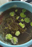 水培植物【30粒人工開(kāi)口套裝】四季碗蓮種子套餐蓮花盆栽水培植物迷你睡蓮室內水生荷花綠植花卉旺之春 混色種子30粒+盆+營(yíng)養液+塘泥 曬單實(shí)拍圖