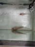 獅灣 錦鯉魚(yú)活體日本純種錦鯉魚(yú)苗昭和白寫(xiě)錦鯉魚(yú)觀(guān)賞魚(yú)紅白丹頂大正 白金錦鯉一條 8-10cm 曬單實(shí)拍圖