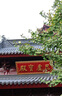 佳能（Canon）rf24 1.8全畫幅微單超廣角定焦鏡頭 適用 R6 R5 RP R10 R7 RF 24 F1.8 MACRO IS STM 官方 標配 曬單實拍圖