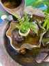 八芽海島羅漢松指尖微型盆栽桌面小綠植迷你拇指好養植物源頭直發(fā)包郵 凌云狼尾蕨 陶瓷盆-帶盆栽好 曬單實(shí)拍圖