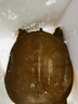 鹿凌青【活鮮】外湖野養(yǎng)生態(tài)甲魚 中華鱉團(tuán)魚老鱉公鱉 現(xiàn)捕鮮活生鮮水產(chǎn) 【鮮活野養(yǎng)甲魚】2.5斤/只(公) 曬單實拍圖