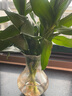 綠有意觀音竹富貴竹水培植物帶根花卉綠植綠蘿室內(nèi)盆栽轉運竹子水養(yǎng)好養(yǎng) 芳香滿屋】觀音竹冬瓜+梔子花 曬單實拍圖