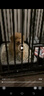碧影金毛幼犬純種金毛犬金毛狗寵物狗狗活體導盲犬大型犬小狗幼崽活物 寵物級  普通款 弟弟 曬單實(shí)拍圖