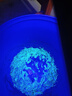 夢(mèng)多福 手提式蝎子燈強(qiáng)光照蝎燈鋰電池捕蝎捉蝎抓蝎用紫光豆蟲燈 雙光源手提118顆紫色+1顆白色 紫光燈+鑷子（長(zhǎng)度20cm） 曬單實(shí)拍圖