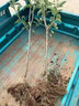 蘋(píng)果樹(shù)樹(shù)苗紅富士盆栽地栽南北方種植耐寒矮化嫁接果樹(shù)苗當年結果 紅富士 4年大苗 蘋(píng)果樹(shù)苗 81cm(含)-110cm(含) 曬單實(shí)拍圖