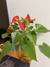 【莎之槿園藝】紅掌粉掌盆栽鴻運當(dāng)頭植物四季開花辦公室內(nèi)綠植好養(yǎng)凈化空氣盆景 粉掌+紅掌+玻璃瓶 含盆 曬單實拍圖