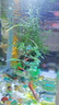 活體寵物熱帶魚(yú)觀(guān)賞魚(yú)草缸孔雀魚(yú)鳳尾魚(yú)繁殖美國全紅巴西紅豹點(diǎn)活體小型魚(yú) 【人氣套餐】純種孔雀3對裝~送糧 曬單實(shí)拍圖