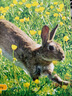 National Geographic Kids Pre-Readers 美國(guó)國(guó)家地理分級(jí)閱讀起步階段 英文原版繪本NationalGeographic 3-6歲兒童少兒英語(yǔ) 曬單實(shí)拍圖