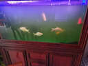 歐庭（OUTING）（送貨到家）中式金龍魚(yú)缸水族箱屏風(fēng)創(chuàng  )意生態(tài)玻璃客廳大型可訂制 150*38*80/70cm側過(guò)濾 曬單實(shí)拍圖
