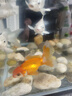金魚（Jinyu）【精品高質(zhì)】百褶泰獅金魚活體淡水好養(yǎng)錦鯉國粹 泰獅3條6-7CM【清池價(jià)格】 曬單實(shí)拍圖