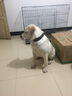 牛皮狗項(xiàng)圈狗圈頸圈中型犬大型犬拉布拉多狗脖套定制激光刻字寵物身份牌 3.5cm寬 調(diào)節(jié)范圍（51cm—66cm） 頭層軟牛皮（備注狗狗名字、出生日期、電話） 曬單實(shí)拍圖