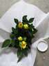 菜友迷你玫瑰花苗盆栽花卉室內植物陽(yáng)臺花卉月季花苗盆栽帶盆載好開(kāi)花 黃色 曬單實(shí)拍圖