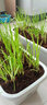 新韭菜根香韭菜農家傳統小細葉韭菜根四季綠植盆栽庭院種植易成活 大葉韭菜 韭菜根400顆送種植說(shuō)明 曬單實(shí)拍圖