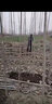 韶梔春白楊樹(shù)苗 2025白楊速生楊 扦插苗 楊樹(shù)條楊樹(shù)苗107  2公分粗 曬單實(shí)拍圖