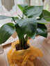 綠韻花田【兩小時(shí)達】網(wǎng)紅天堂鳥(niǎo)盆栽大型室內綠植物客廳辦公室喬遷植物 天堂鳥(niǎo)C款 曬單實(shí)拍圖