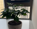 綠蔭巷子幸福樹(shù)盆栽室內客廳綠寶吸甲醛凈化空氣大綠植辦公室四季常青植物 【加侖盆】大幸福樹(shù) 高約50cm 曬單實(shí)拍圖