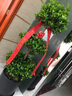 仙植緣【同城配送】搖錢樹金錢榕三層榕綠植大型盆栽陽臺觀葉植物 搖錢樹（黑瓷盆）約1.7米 曬單實(shí)拍圖