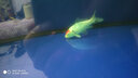 獅灣 錦鯉魚活體日本純種錦鯉魚苗昭和白寫錦鯉魚觀賞魚紅白丹頂大正 三色丹頂錦鯉一條 8-10cm 曬單實(shí)拍圖