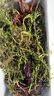 龍蝦苗小龍蝦苗種淡水養(yǎng)殖小龍蝦種苗繁殖小龍蝦抱卵種蝦全國(guó)包郵 種蝦 一斤 曬單實(shí)拍圖