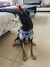 多尼斯印花系列狗狗牽引繩大中型犬栓遛狗繩狗鏈子胸背帶柯基邊牧泰迪 雛菊黑(單個(gè)胸背帶） M（推薦14-28斤） 曬單實(shí)拍圖
