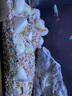 春瑞黑殼蝦水族箱水草缸清潔除藻工具淡水觀賞蝦大和藻蝦寵物活體飼料 5種各5只 曬單實(shí)拍圖