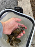 lurefans大河奔流CC50CC60CC70限量版沉水米諾胖子路亞餌假餌鱸魚(yú)鱖魚(yú)翹嘴 CC50-1#高亮顏色 無(wú)規格 曬單實(shí)拍圖