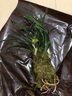 劉閣蘭花蘭花苗 春蘭牡丹型奇花 黃金牡丹 冬帶花苞出售好養(yǎng)花卉室內(nèi)盆栽 5苗連體裸根 曬單實(shí)拍圖