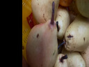 半畝莊園太婆梨新鮮大果4.5斤 茄梨大頭梨子當季水果軟梨整箱香蕉啤梨 曬單實(shí)拍圖