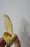 世果達新鮮酸脆生吃芒果云海南廣西酸野特產(chǎn)孕婦水果象牙青綠芒蘸醬腌制 酸芒果5斤+蘸料 曬單實拍圖