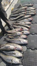 BKUMAN進(jìn)口原絲ygkpe jp線(xiàn)順滑路亞專(zhuān)用釣魚(yú)線(xiàn)遠投大力馬強拉力魚(yú)線(xiàn)主線(xiàn) 真原絲【8編ygkpe jp線(xiàn)】300米 3 曬單實(shí)拍圖