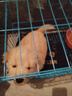 本秋幼犬純種金毛活體健康金毛犬成年大型尋回犬導盲犬寵物狗金毛幼崽 寵物級 1 公 曬單實拍圖