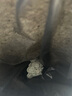 高爾樂(lè ) 油畫(huà)棒繪畫(huà)常用工具 手指套 100個(gè) 單 曬單實(shí)拍圖
