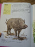 最美最美的博物書(shū) 動(dòng)物園+野生動(dòng)物+家畜+昆蟲(chóng)+樹(shù)（套裝共5冊） 曬單實(shí)拍圖