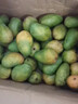 甜果源 海南臺農芒果 小臺芒樹(shù)上現摘熟芒果熱帶應季新鮮水果送禮品物 凈重9斤【超值實(shí)惠】 單果70-90g【80%人選擇】 曬單實(shí)拍圖