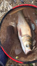 南北 魚(yú)餌天龍酸酵鰱200g鰱鳙大頭魚(yú)專(zhuān)用餌料定層霧化強力穿透釣魚(yú)食 浮釣酸酵鰱 曬單實(shí)拍圖