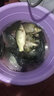 阿盧黑坑競技立式浮漂LPP04蘆葦15目硬尾 輕口高靈敏度鯽魚鯉魚漂草魚 兩目加粗（橙黃+檸檬黃） LPP04-4號（吃鉛約1.73克） 曬單實拍圖