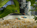 瘋狂水草豐年蝦卵孔雀魚(yú)飼料魚(yú)食小顆粒通用小型熱帶魚(yú)斗魚(yú)苗觀(guān)賞魚(yú)飼料 高蛋白豐年蝦卵25ml 曬單實(shí)拍圖