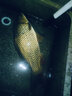 陀螺牌（TOPBRAND）土肥富魚(yú)鉤新關(guān)東無(wú)倒刺SSC蛇腹切釣針釣魚(yú)鉤競技野釣漁鉤漁具 曬單實(shí)拍圖