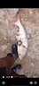 千銳全金屬錨魚(yú)輪遠(yuǎn)投輪無(wú)間隙防海水軸承海釣魚(yú)輪海竿漁輪搖機(jī)紡車輪 全金屬遠(yuǎn)投輪【10000型】 曬單實(shí)拍圖