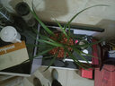 華香園春蘭老八種【宋梅】蘭花苗濃香型養(yǎng)蘭入門室內(nèi)耐陰綠植花卉 宋梅5苗帶盆(棕色盆)帶花苞 曬單實拍圖