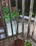 竹柏大樹(shù)苗平安樹(shù)長(cháng)壽竹盆栽竹柏老樁盆景竹柏樹(shù)觀(guān)葉植物 單桿原生竹柏40-45cm_三年苗（橄欖圓） 含盆 曬單實(shí)拍圖