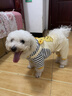 MIKI PAD狗狗衣服小型犬春秋款貓咪衣服四腳衣可牽引小狗衣服泰迪比熊 黃色小熊背帶褲 XL背長40cm（參考體重11-15斤） 曬單實拍圖