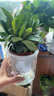 綠有意綠植盆栽多肉花卉盆栽植物室內(nèi)桌面水培綠植辦公室客廳植物懶人 清香3盆】梔子花+九里香+茉莉花 曬單實拍圖