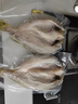 岳海寧德大黃魚黃花魚三去醇香黃魚鲞免洗免殺海鮮生鮮冷凍海鮮新鮮 黃魚鲞350-380g/條*5 曬單實拍圖