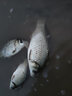 漢鼎鰱鳙魂魚(yú)竿釣抽鰱鳙手桿漢鼎鰱鳙臺釣竿野釣釣魚(yú)竿大物竿大綜合竿 9m +原裝竿稍 曬單實(shí)拍圖