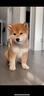 碧影柴犬幼犬寵物狗狗活體小狗活物幼崽小豆柴家養狗崽日本柴犬純種寵物級  普通款弟弟 曬單實(shí)拍圖