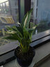 急兔白掌盆栽水培辦公室內綠植花卉辦公室/美酒小白掌原盆土源頭直發(fā) 曬單實(shí)拍圖