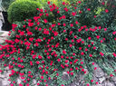 1.6米藤本月季特大花濃香庭院爬藤攀援植物薔薇花苗陽(yáng)臺玫瑰盆栽 【小女孩】多分枝精選母本大苗1.6米高左右 曬單實(shí)拍圖