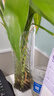 愛(ài)你一萬(wàn)年大葉竹水培養植物花卉綠植室內好養竹子富貴竹水養帶根鮮花發(fā)財樹(shù) 富貴竹65-70厘米10棵+六角斜紋玻璃瓶 曬單實(shí)拍圖