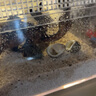 靈兒寵物寄居蟹免洗底沙珊瑚沙魚(yú)缸天然菲律賓沙珊瑚貝殼沙海缸螃蟹烏龜沙 A細(xì)顆粒0.5-1mm 5斤裝 曬單實(shí)拍圖